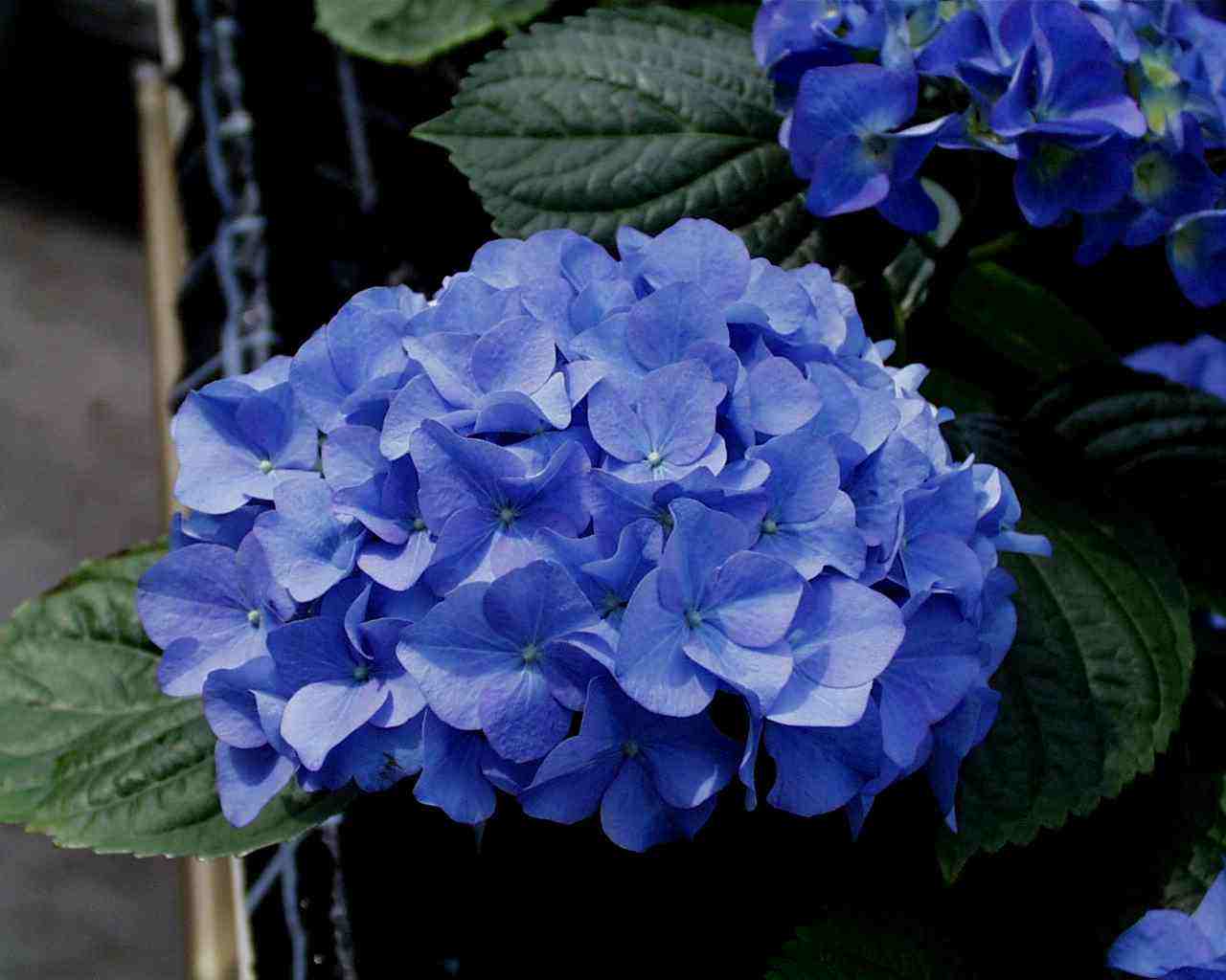 八仙花怎么不開(kāi)花，八仙花圖片?