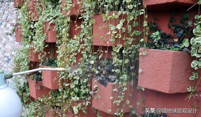 長(cháng)春蔓開(kāi)花嗎，長(cháng)春蔓和常春藤一樣嗎?