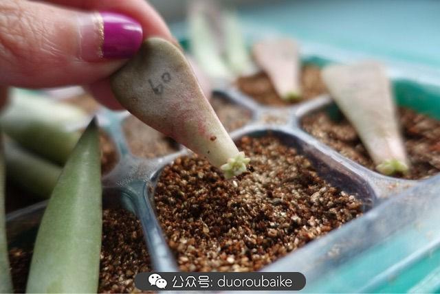 多肉白鳥(niǎo)怎么施肥，白鳥(niǎo)多肉爆盆?