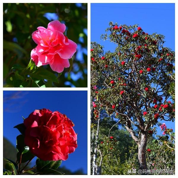 如何使茶梅在圣誕開(kāi)花，茶梅開(kāi)白花怎么辦?