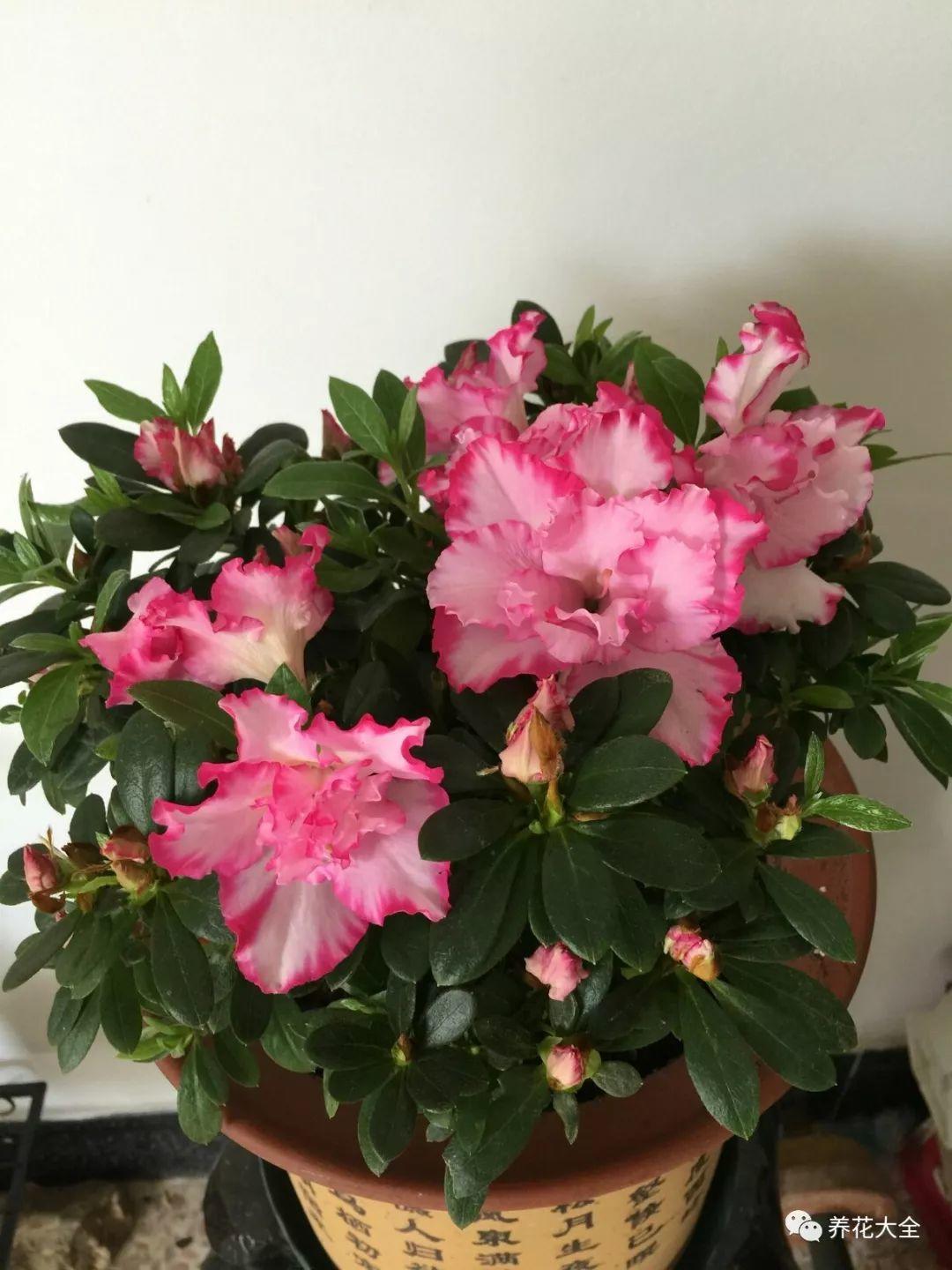 怎么讓杜鵑花開(kāi)花，開(kāi)花前用什么肥，什么肥能讓花卉快速生長(cháng)?