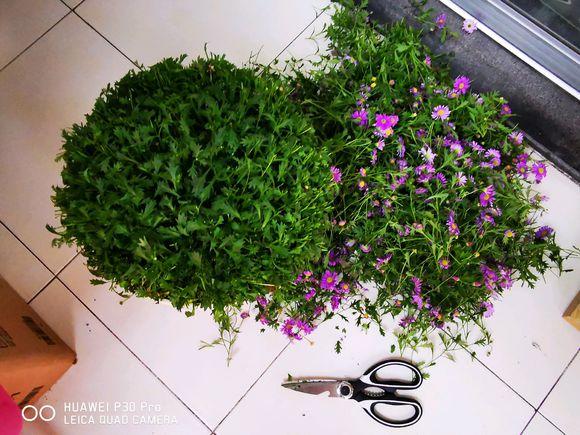 百萬(wàn)小鈴的扦插方法，小木槿扦插多久生根?