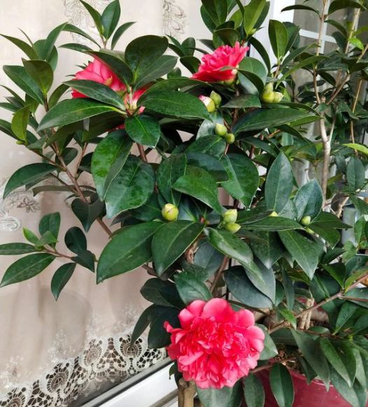 茶花繁殖方法，茶花如何繁殖，茶花繁殖方法和時(shí)間?