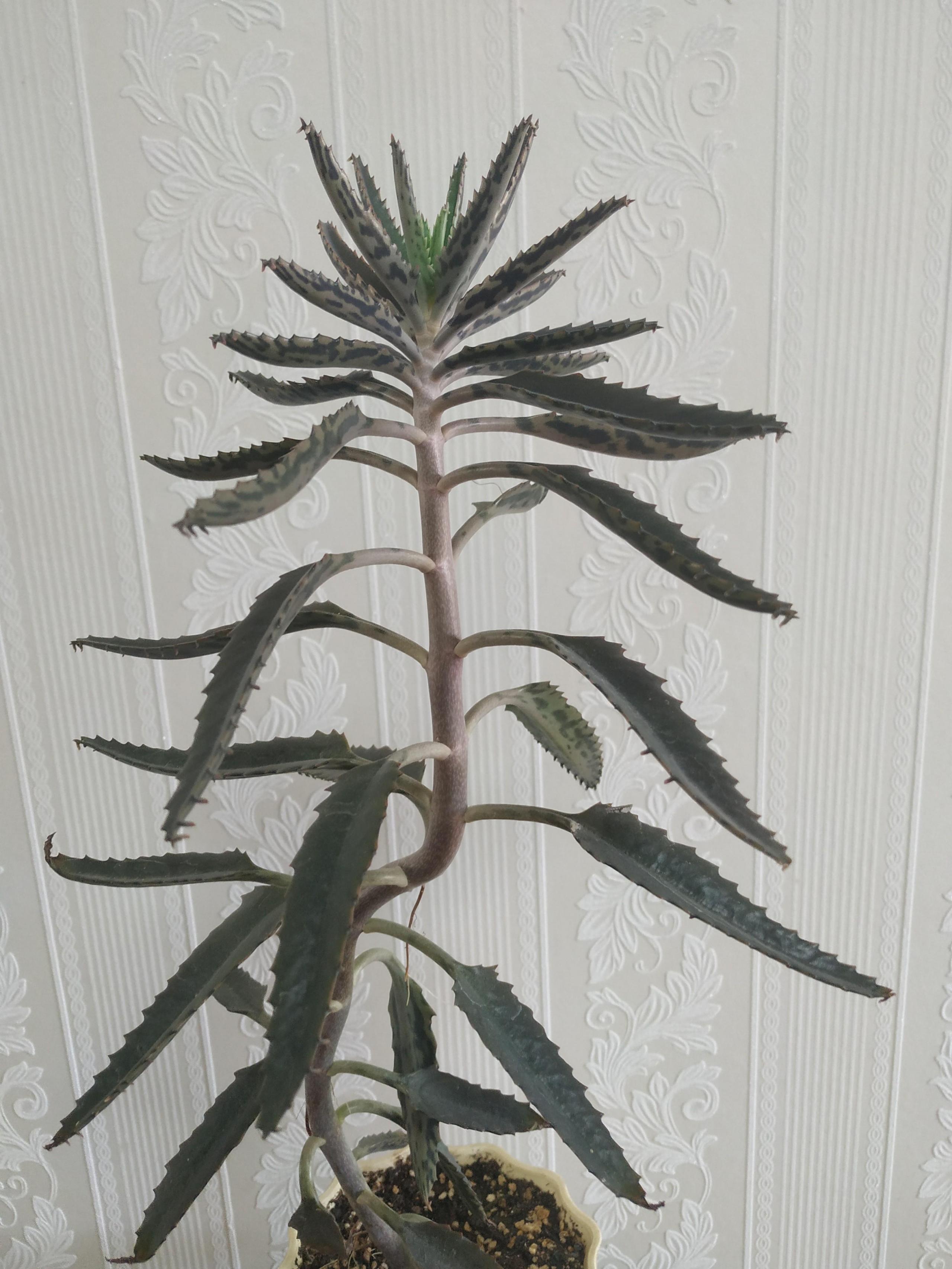 落地生根的繁殖方法，落地生根扦插方法?