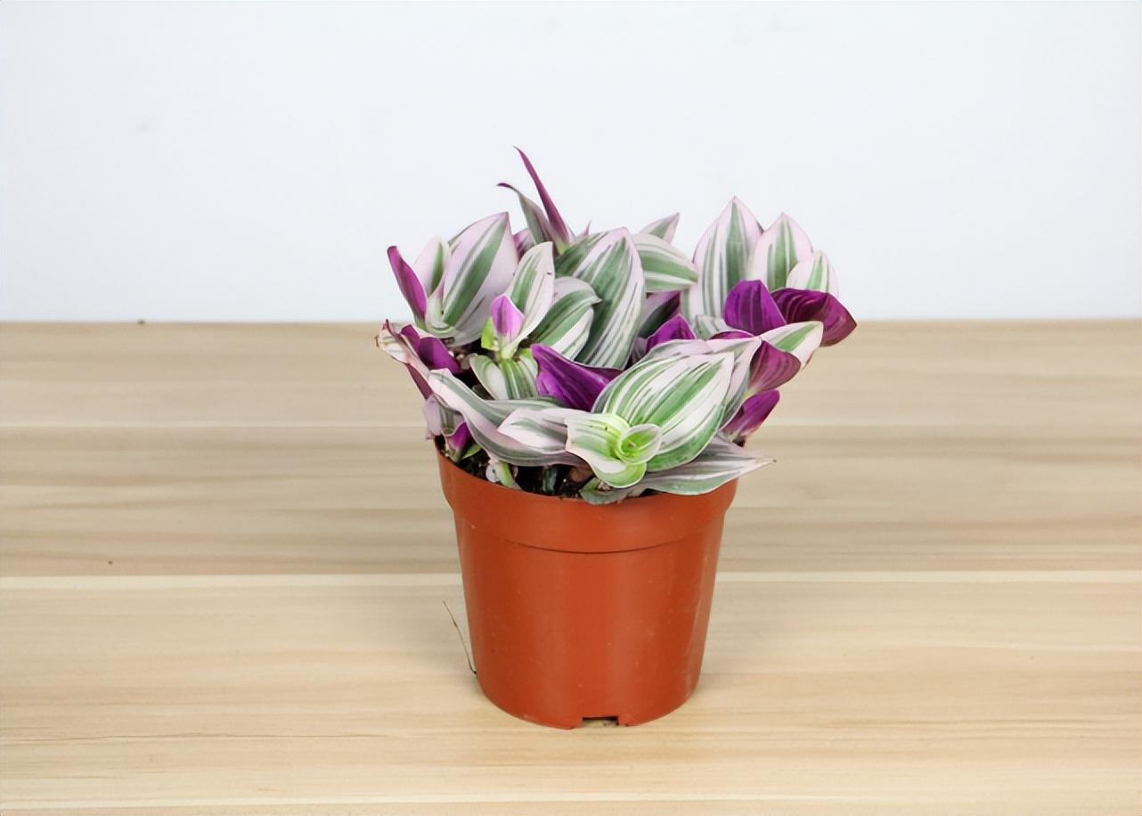 油畫(huà)吊蘭怎么養，怎么扦插，油畫(huà)婚禮吊蘭的扦插技術(shù)?