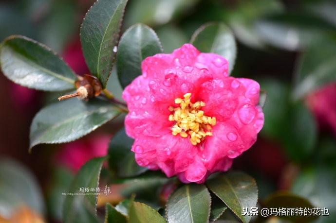 如何使茶梅在圣誕開(kāi)花，茶梅開(kāi)白花怎么辦?