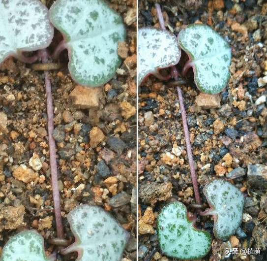 愛(ài)之蔓怎么繁殖，愛(ài)之蔓怎么爆盆?