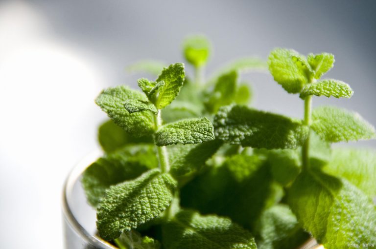 薄荷分株繁殖方法，薄荷自己會(huì )分株嗎，多肉植物的扦插方法?