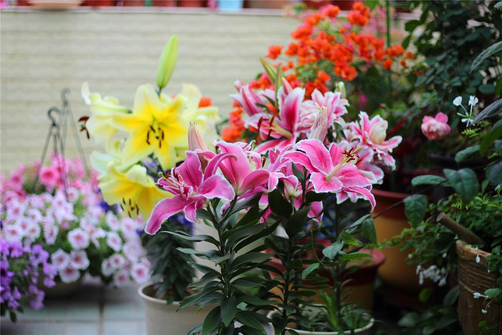 百合換盆后枯萎了的原因，怎么解決，茶花換盆后掉葉怎么辦?