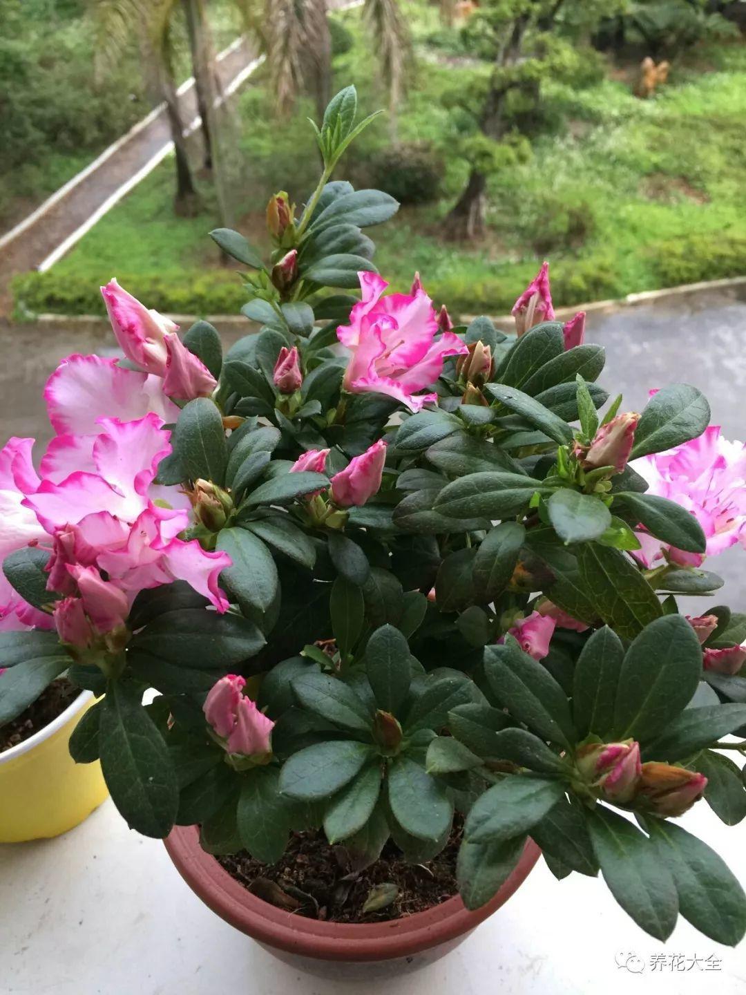 怎么讓杜鵑花開(kāi)花，開(kāi)花前用什么肥，什么肥能讓花卉快速生長(cháng)?