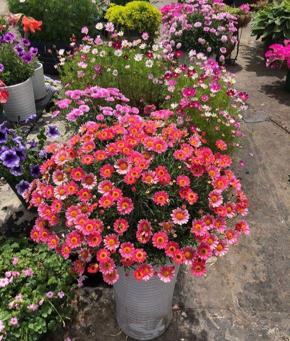 百萬(wàn)小鈴的扦插方法，小木槿扦插多久生根?