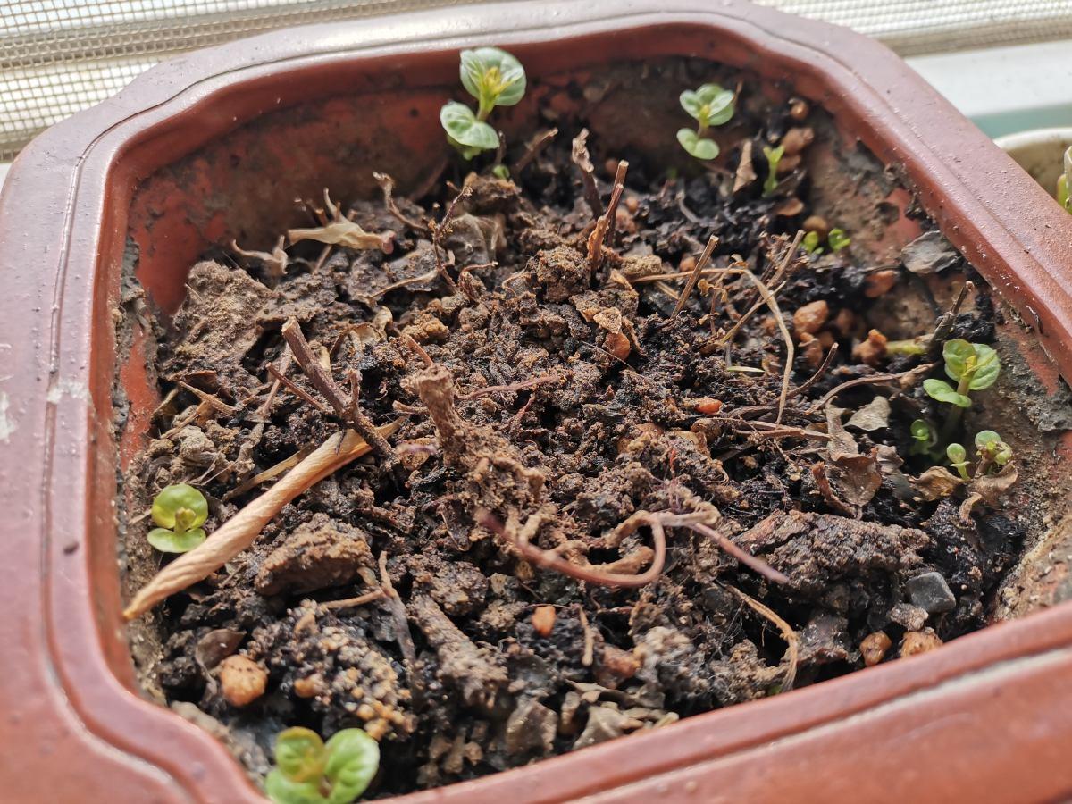 薄荷播種方法和時(shí)間，薄荷可以一年四季種嗎，薄荷四季常青嗎?