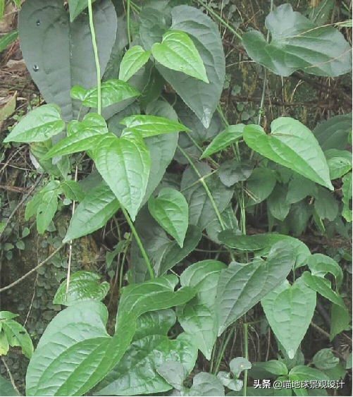 長(cháng)春蔓開(kāi)花嗎，長(cháng)春蔓和常春藤一樣嗎?