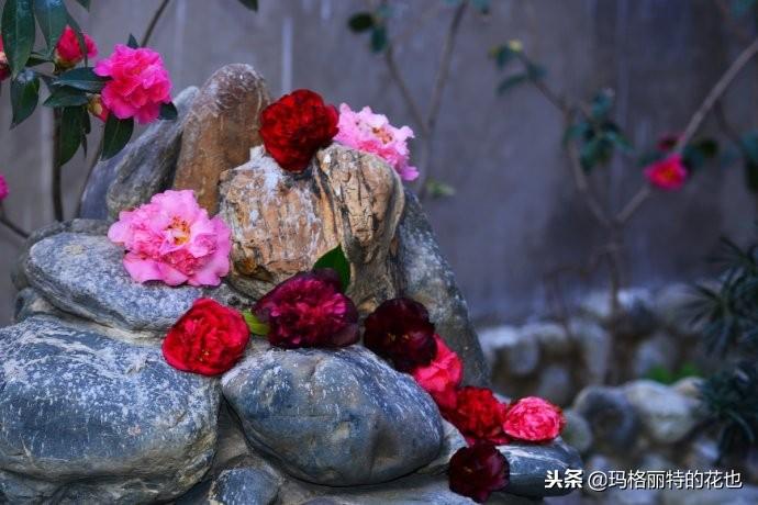 如何使茶梅在圣誕開(kāi)花，茶梅開(kāi)白花怎么辦?