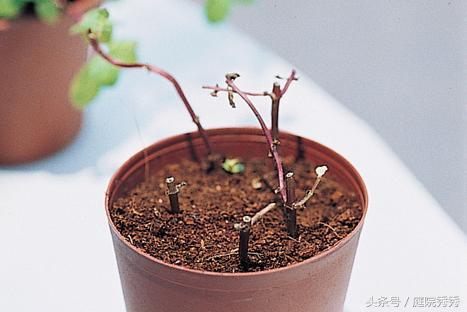 怎么讓薄荷莖葉粗壯，怎么修剪，怎么讓植物的莖干粗壯?