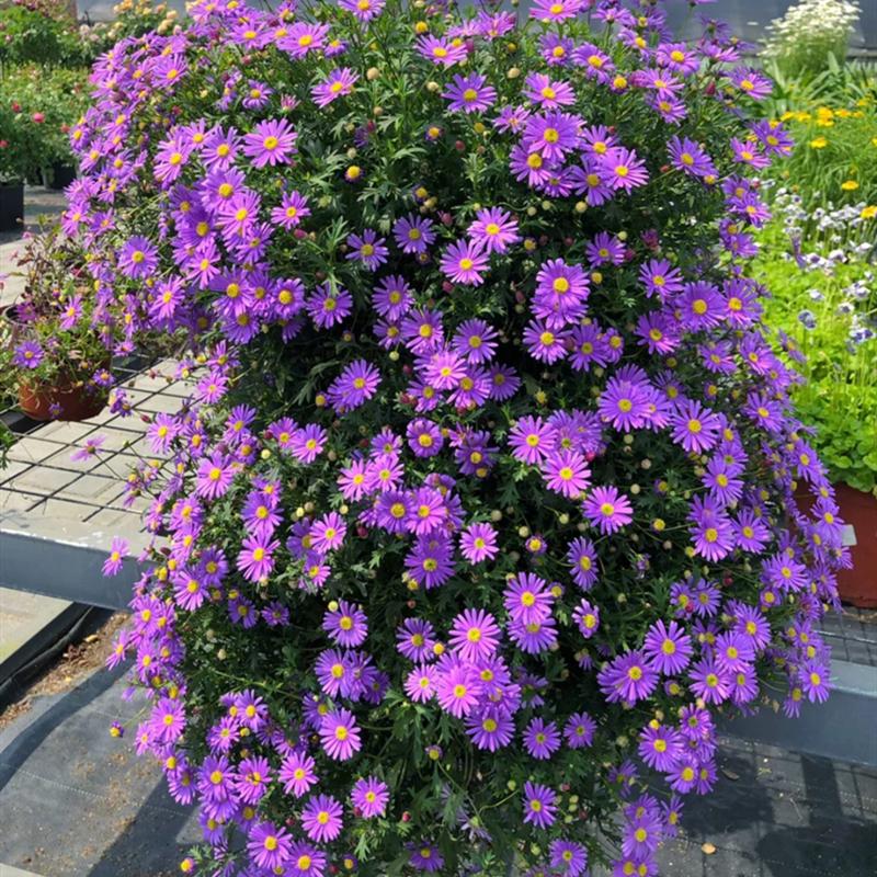 百萬(wàn)小鈴的扦插方法，小木槿扦插多久生根?