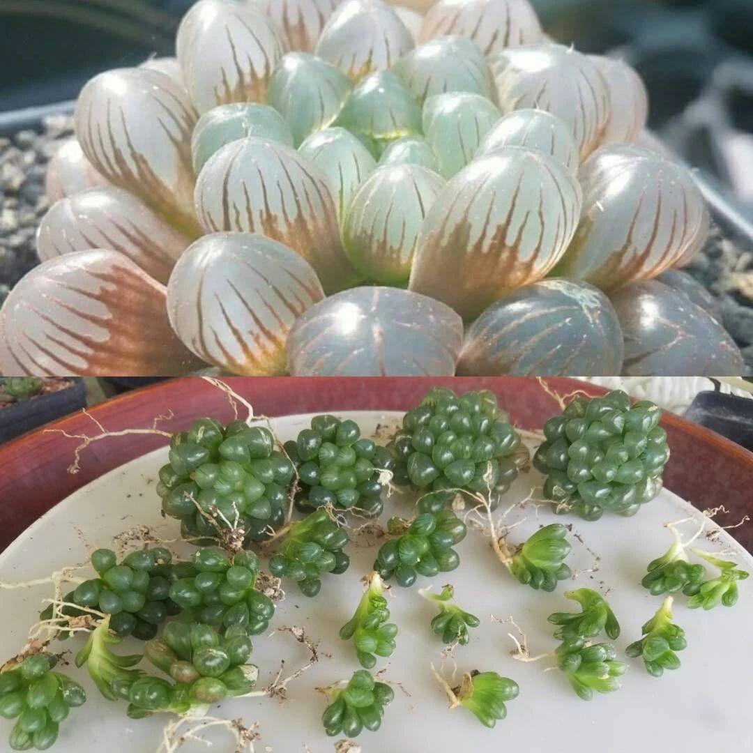 草玉露怎么澆水，這樣澆葉子更透亮了!，玉露干癟不服盆?