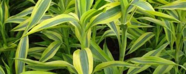 土養富貴竹怎么澆水，土養富貴竹怎么施肥，富貴竹的土壤養殖方法?