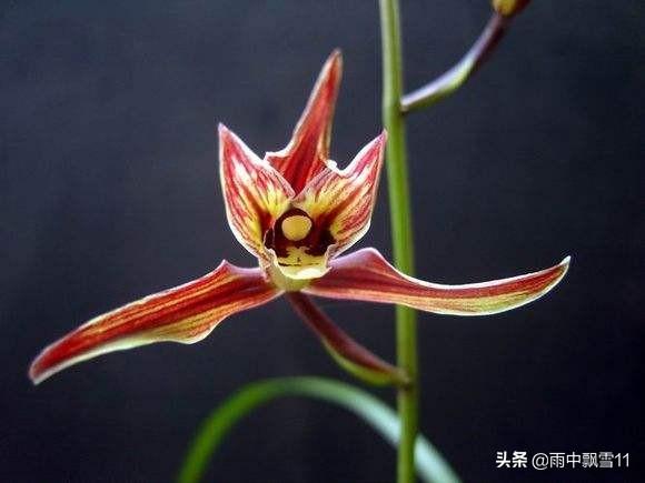 寒蘭怎么繁殖，繁殖的意思?