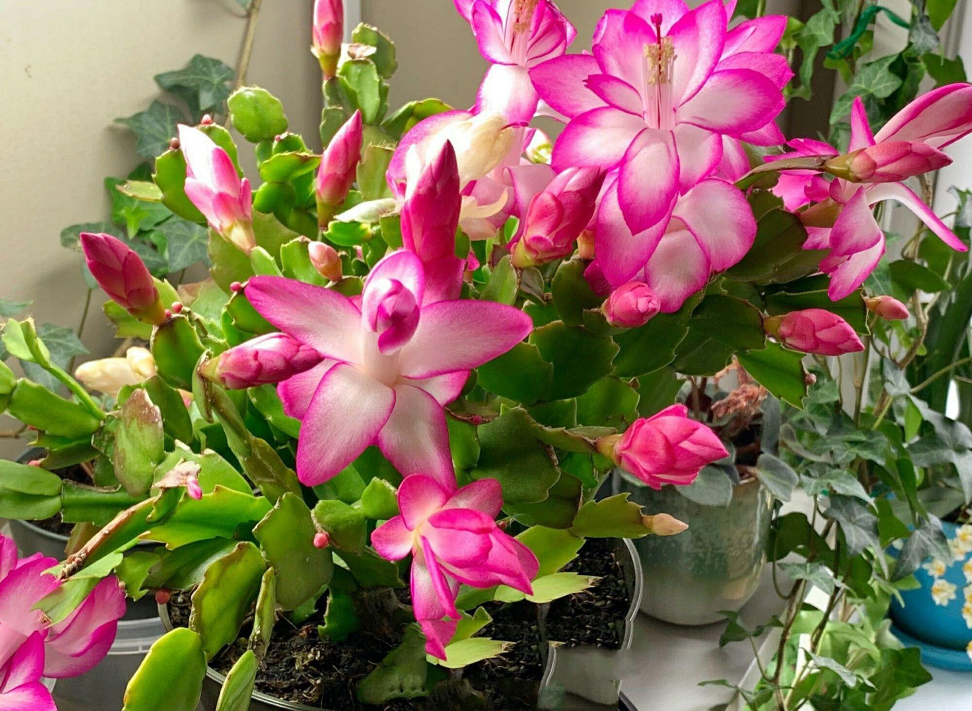 落地生根怎么摘心，落地生根怎么修剪?