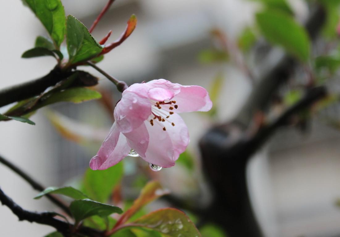 怎么讓垂枝海棠二次開(kāi)花，皇家美人垂枝海棠?