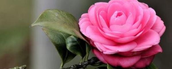 茶花播種到開(kāi)花的時(shí)間，茶花播種時(shí)間，茶花為什么花苞不開(kāi)花?