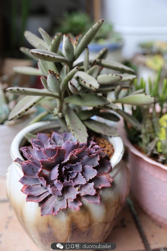 多肉白鳥(niǎo)怎么施肥，白鳥(niǎo)多肉爆盆?