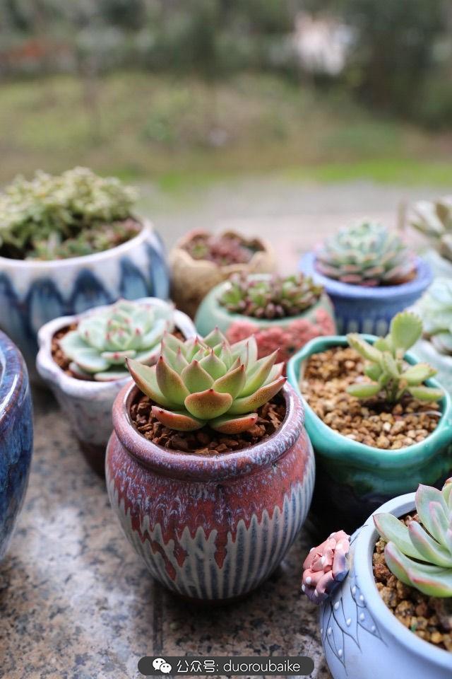 多肉白鳥(niǎo)怎么施肥，白鳥(niǎo)多肉爆盆?