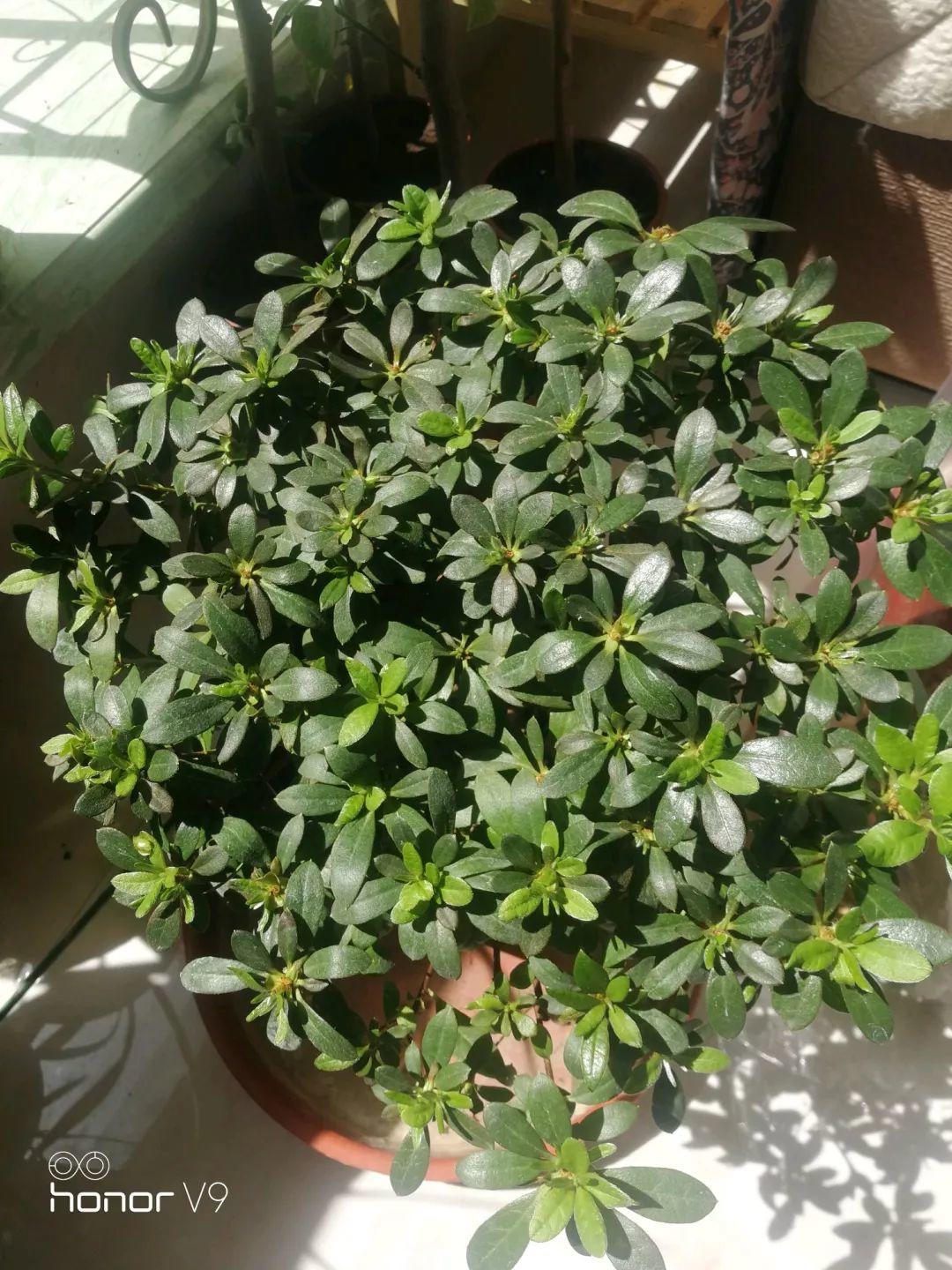 長(cháng)壽花花謝后如何修剪，怎么處理，杜鵑花花謝后怎樣修剪?