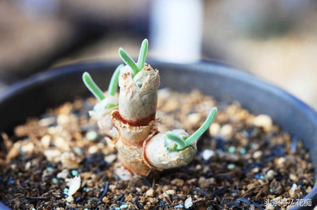 碧光環(huán)會(huì )開(kāi)花嗎，碧光環(huán)老樁?