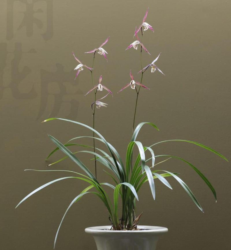 寒蘭什么時(shí)候開(kāi)花，寒蘭為什么人養的少?