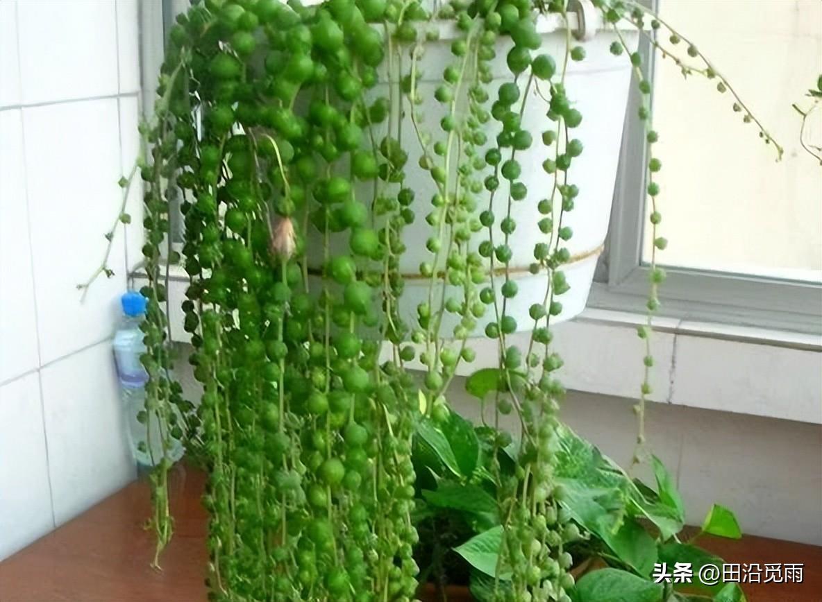 魚(yú)嘴吊蘭怎么養殖方法，怎么施肥，小嘴魚(yú)能養殖嗎?