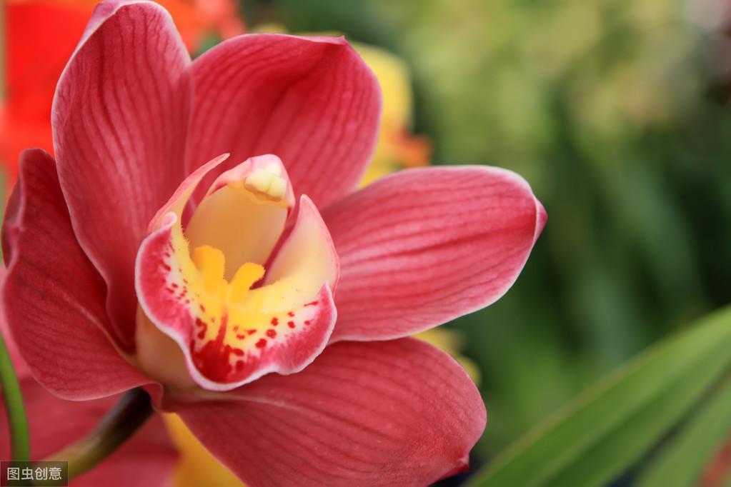 大花蕙蘭怎么澆水，大花蕙蘭能曬太陽(yáng)嗎?