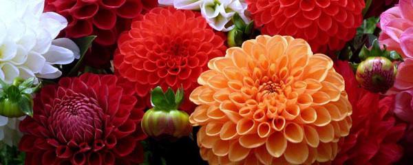 大麗花春天怎么澆水，巨花型大麗花?