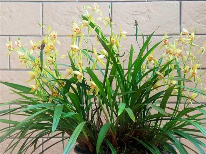 春蘭怎么養才能開(kāi)花，春蘭品種大全?