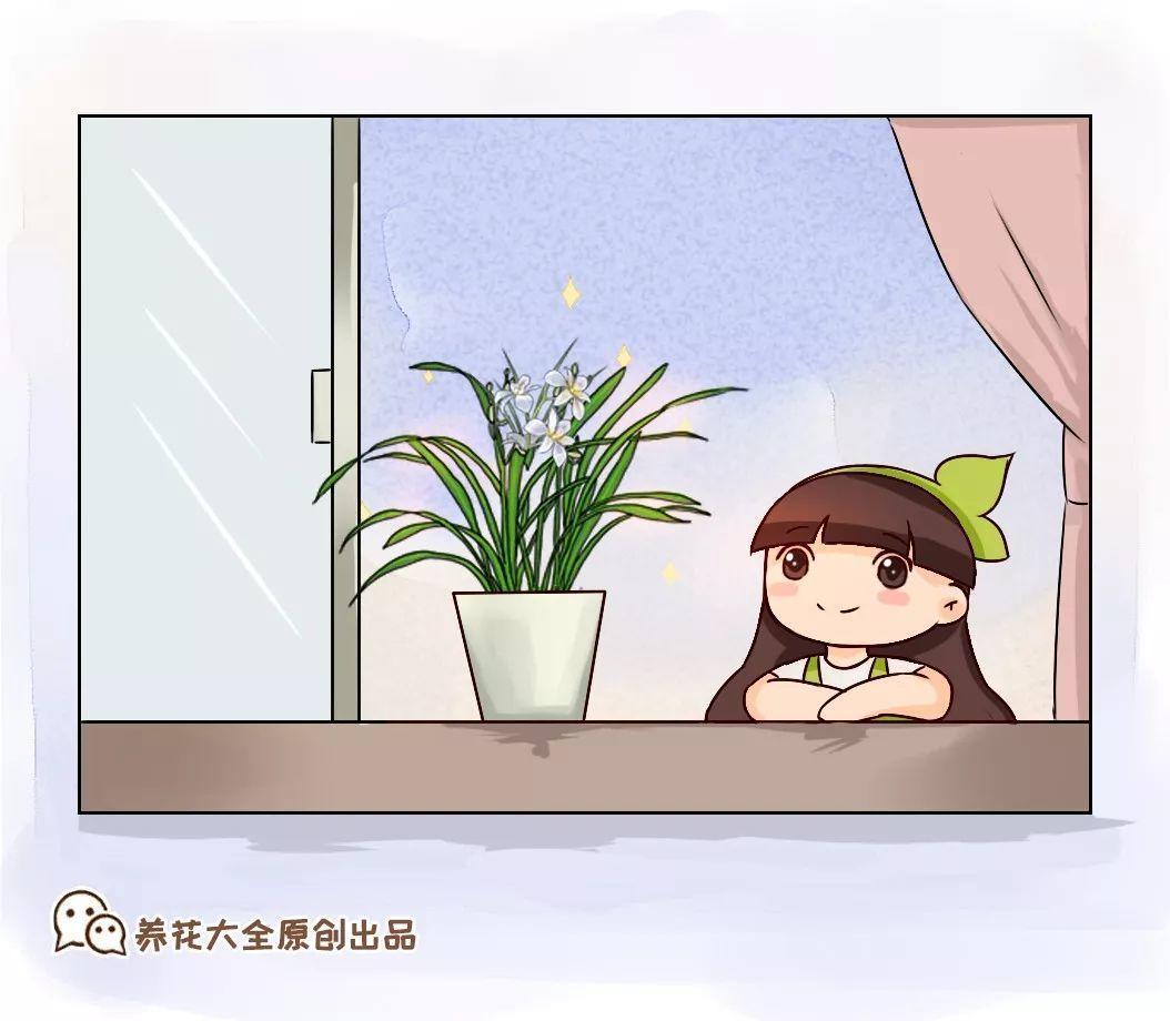 春蘭怎么養才能開(kāi)花，春蘭品種大全?