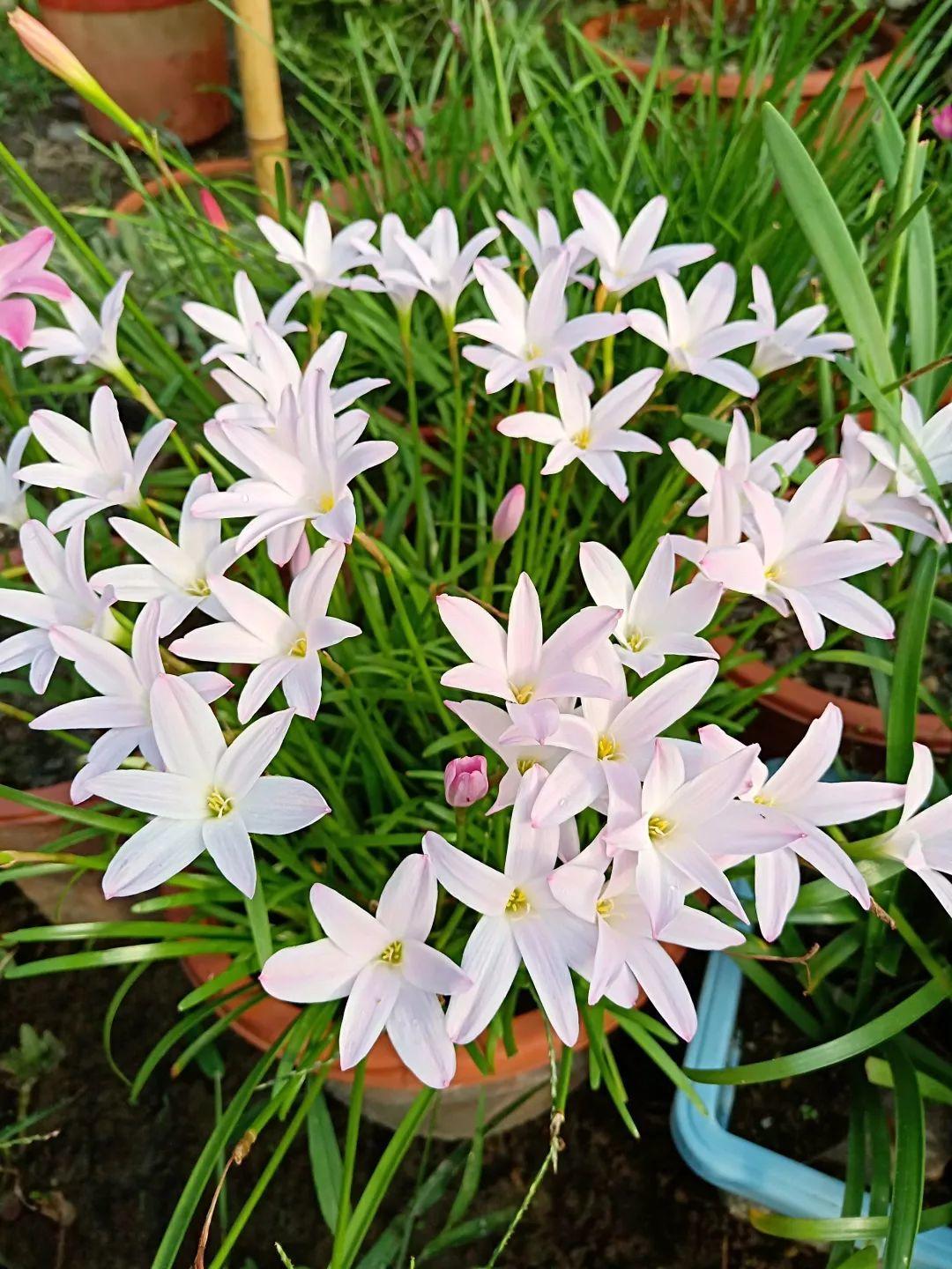 蔥蘭什么時(shí)候開(kāi)花，蔥蘭和韭蘭的區別?