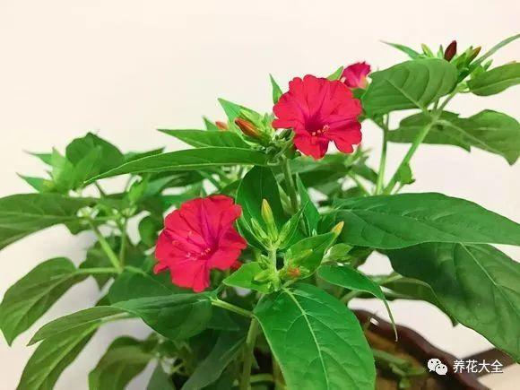 茶梅怎么扦插，茶梅扦插生根最快方法?