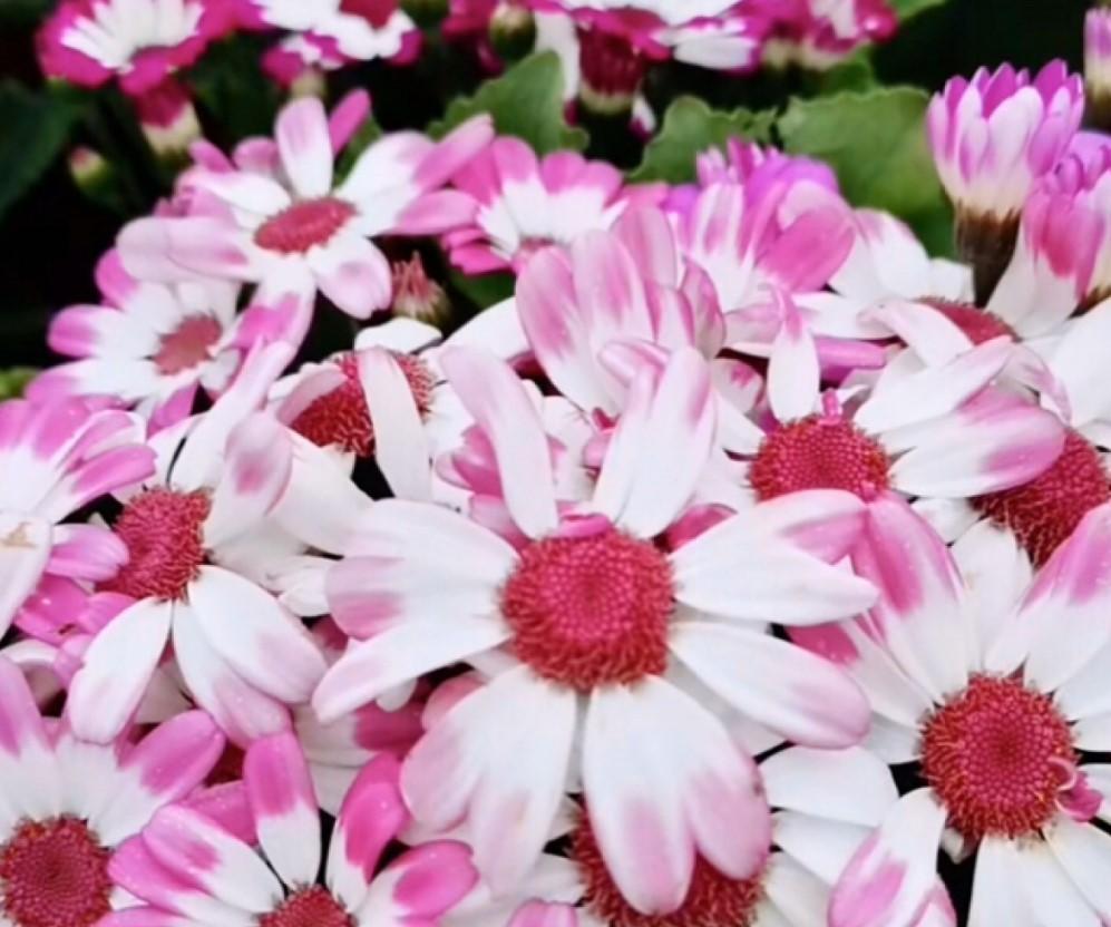 瓜葉菊什么時(shí)候開(kāi)花，瓜葉菊一年能開(kāi)幾次花?