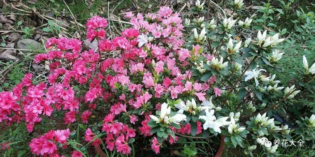 怎么讓杜鵑花開(kāi)花，開(kāi)花前用什么肥，什么肥能讓花卉快速生長(cháng)?