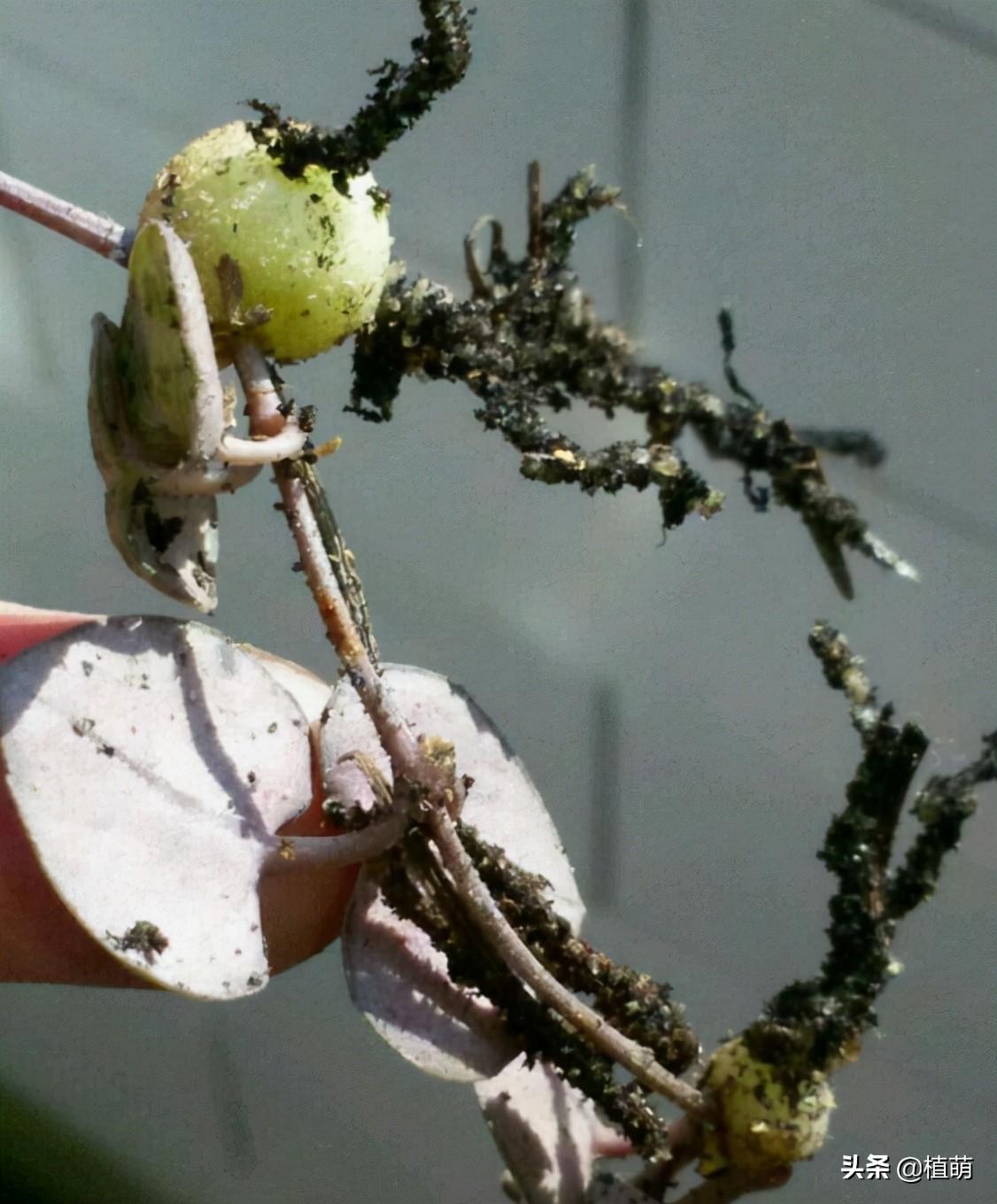 愛(ài)之蔓怎么繁殖，愛(ài)之蔓怎么爆盆?