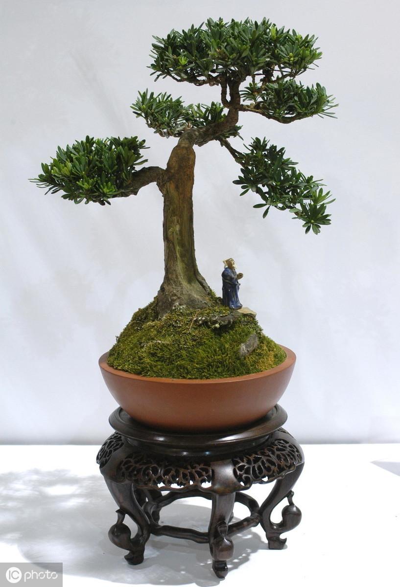 澳洲杉的繁殖方法，澳洲杉怎么扦插視頻?