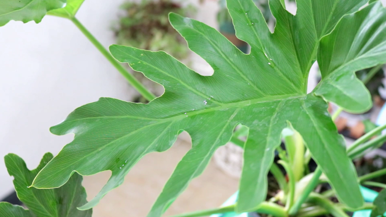 春羽什么時(shí)候換盆，春羽為什么家里不能養?