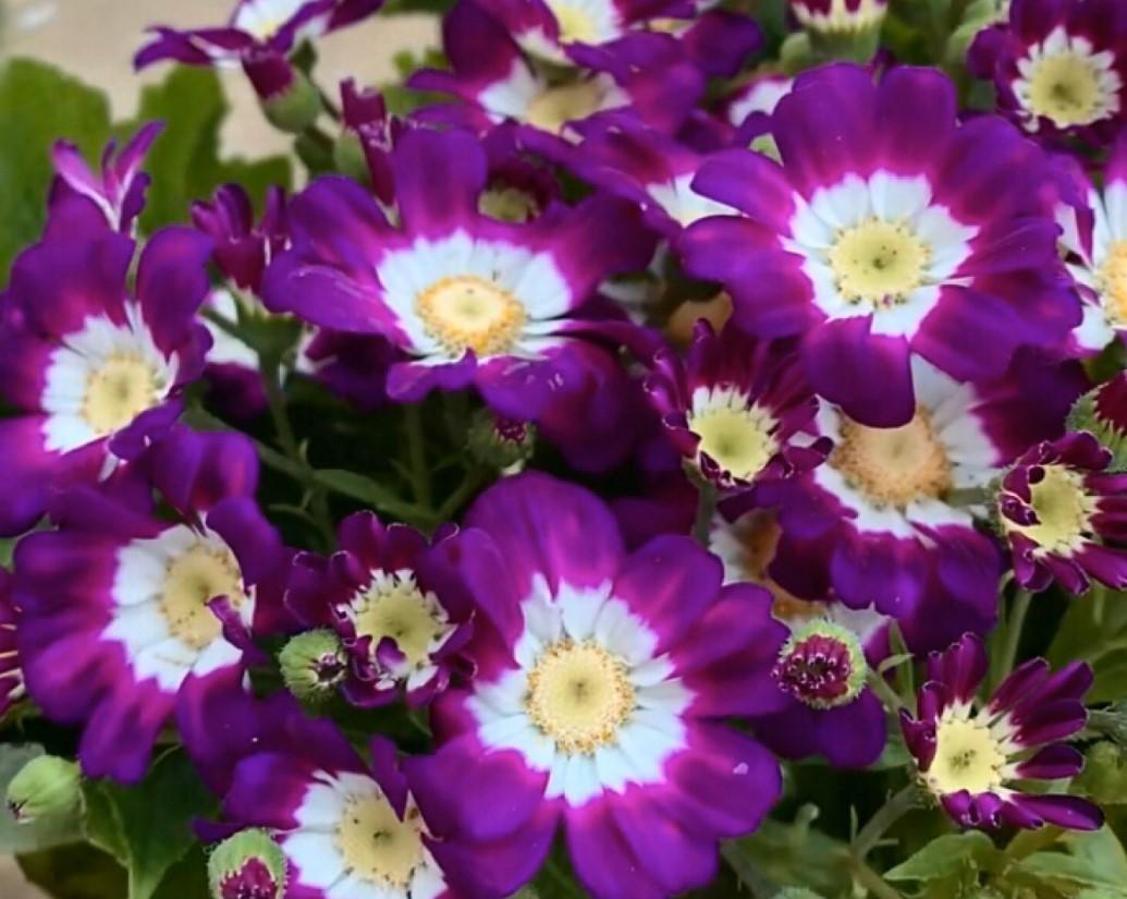 瓜葉菊什么時(shí)候開(kāi)花，瓜葉菊一年能開(kāi)幾次花?