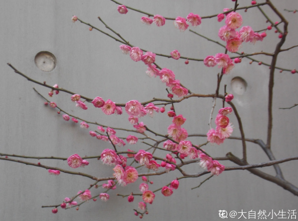 百萬(wàn)小鈴的繁殖方法，什么時(shí)候扦插，發(fā)財樹(shù)什么時(shí)候扦插好?