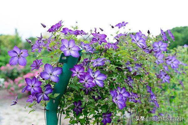 長(cháng)春蔓開(kāi)花嗎，長(cháng)春蔓和常春藤一樣嗎?