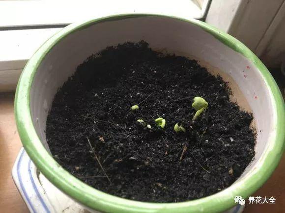 茶梅怎么扦插，茶梅扦插生根最快方法?