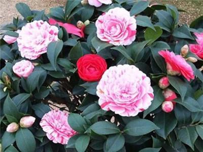 怎么讓茶花快速開(kāi)花，開(kāi)花期如何護理，怎樣讓茶花花苞快些開(kāi)花?