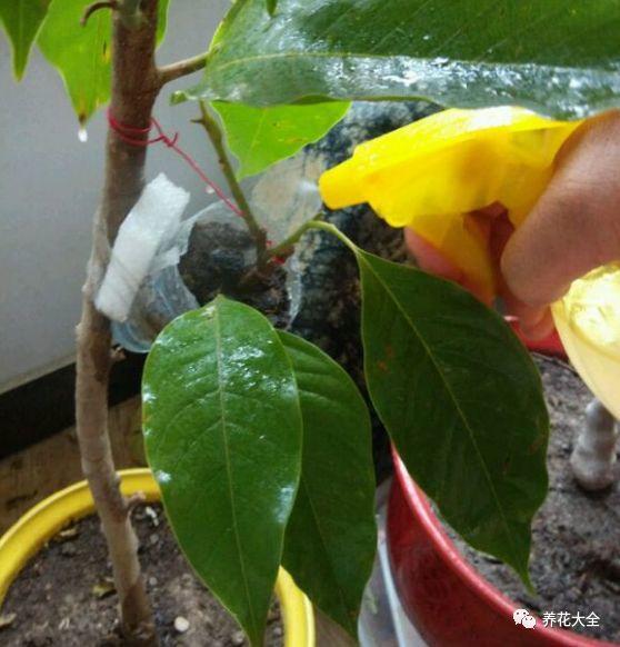 白蘭花什么時(shí)候開(kāi)花，地栽白蘭花過(guò)冬?