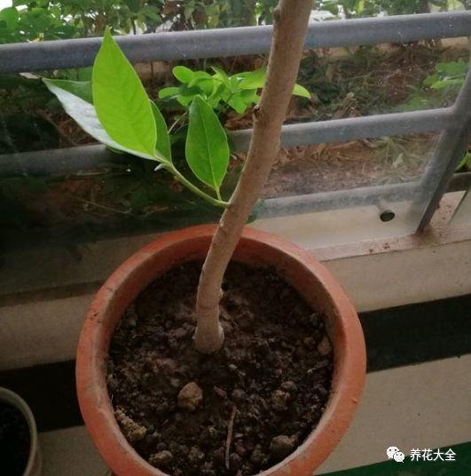 白蘭花什么時(shí)候開(kāi)花，地栽白蘭花過(guò)冬?